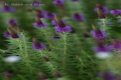 Eusteralis deccanensis